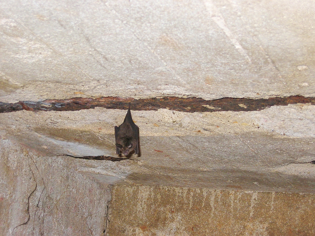 220 Paronella Park.jpg